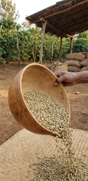 Arts de Saba - Café